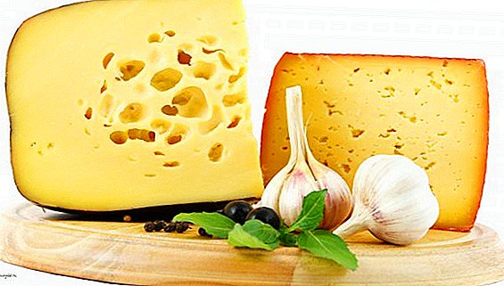 Maailma on nopeasti laskeva juustoluokitus