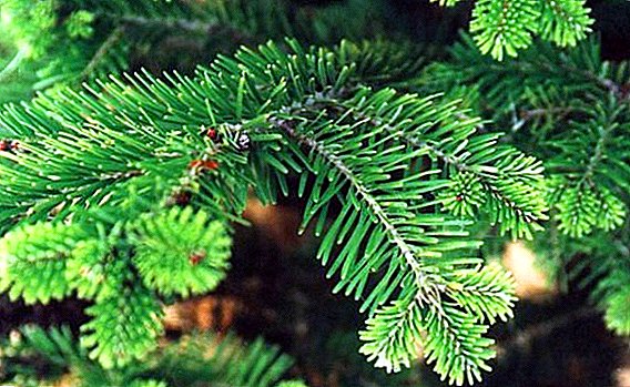 In Moscow, holiday trees will be recycled