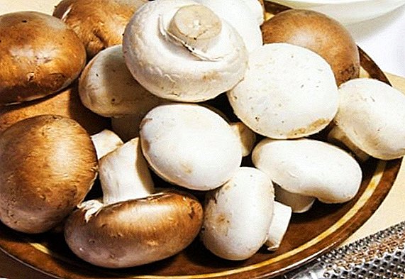 I Saratov vil vokse bio-mushroom
