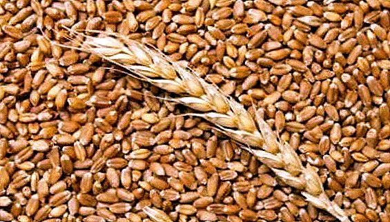 In the current season Ukraine has increased the export of organic grain.