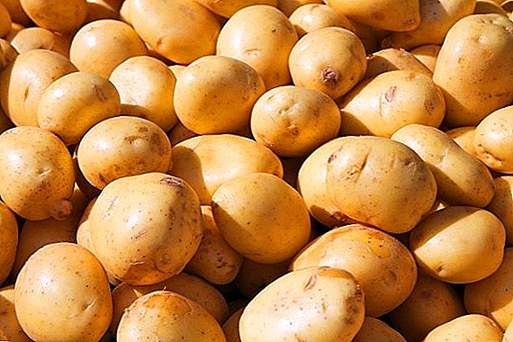 Tacikistan seralarında genç patates hasat