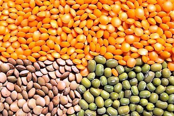 Lentil, fennel and chickpea are becoming popular in Ukraine