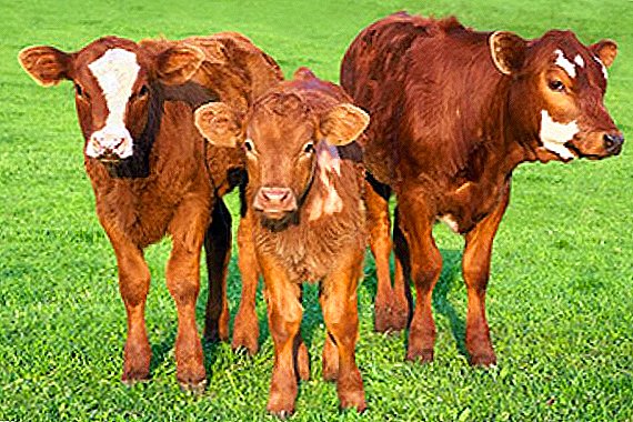 In Ukraine, calves will be otpaivat milk automatically