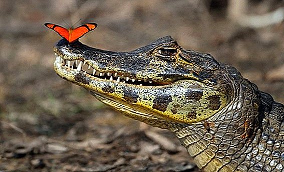 Ukraina przywiozła gospodarstwo z krokodylami i żółwiami