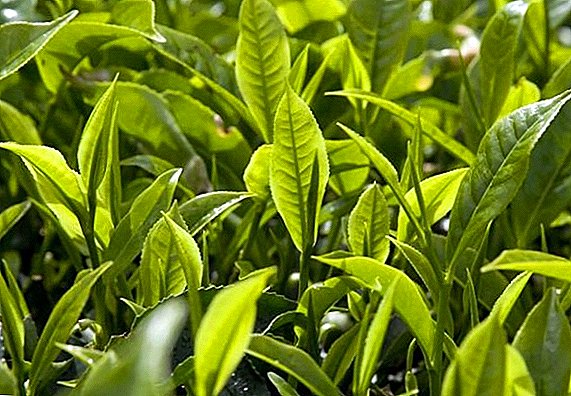 Ukraine will resume the most northern tea plantation