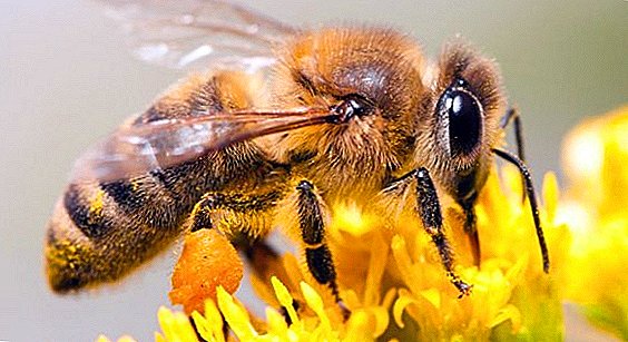 In Oekraïne, voor de vergiftiging van de bijen zal strafrechtelijk verantwoordelijk worden gehouden