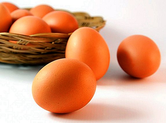 Di UK, ayam yang dibiakkan, yang telurnya membantu melawan kanser