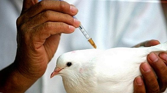 Pigeon vaccination: when, how and what is done