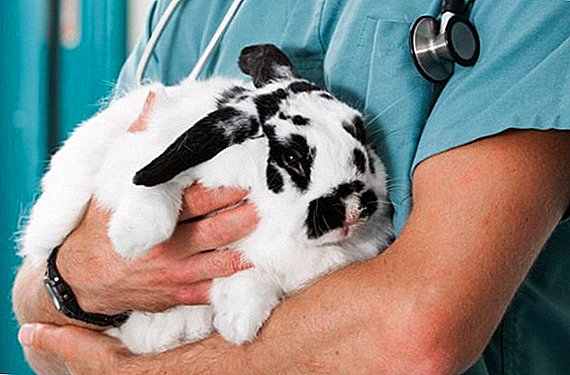 Вакцинація кроликів в домашніх умовах для початківців