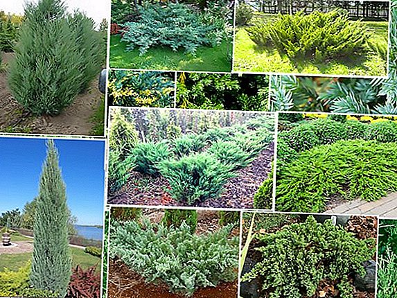 Evergreen coniferous shrubs