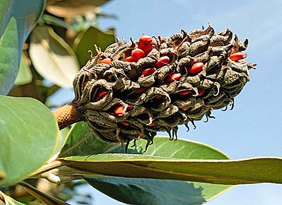 Rostlinná a semenná množení magnólie