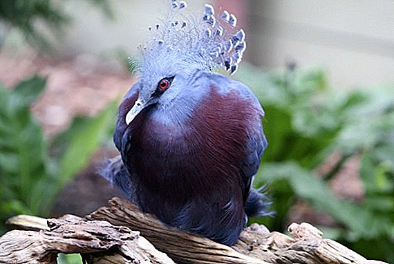 Koronázott galamb: mit néz ki, hol él, mit eszik
