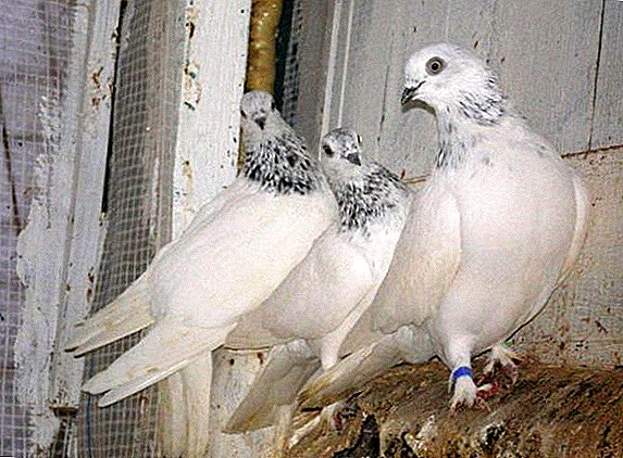 Hungarian high-flying pigeons: history of origin, description, content