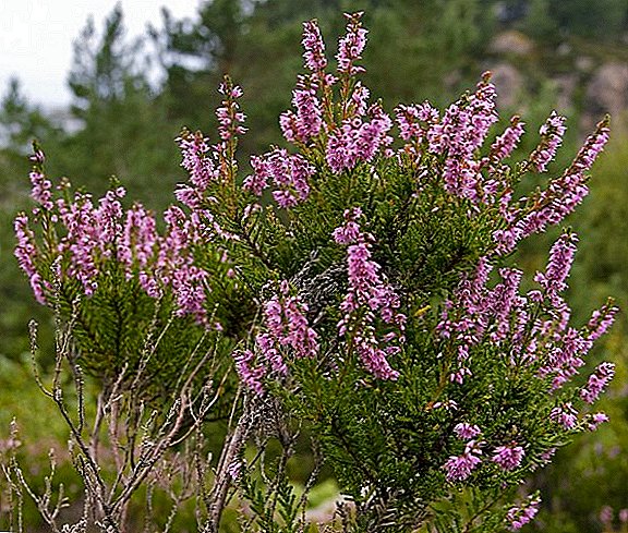 Heather beneficial properties and contraindications
