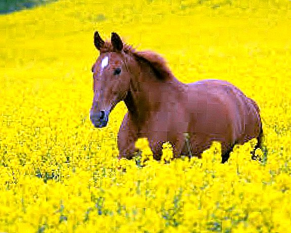 Пасмине коња: опис и фотографија