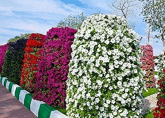 Vertikales Blumenbeet für Petunien zum Selbermachen