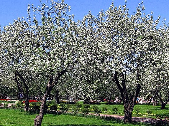 Primavera poda de manzanos en detalle.