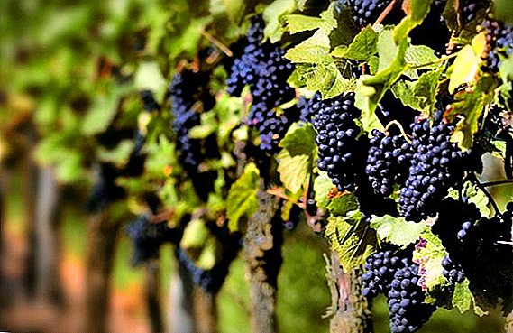Mola de alimentação das uvas: as melhores dicas