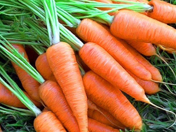 Jarná výsadba mrkva: najlepšie tipy