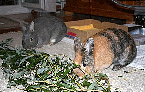 Rozvětvená potrava pro králíky: které větve mohou být poskytnuty