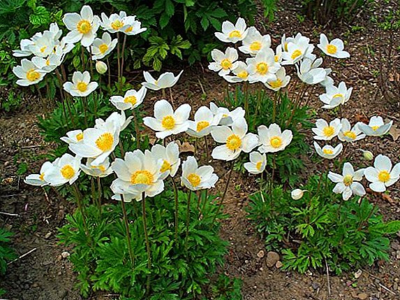 Anemone: use, medicinal properties and contraindications