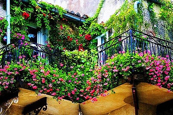 Choose flowers for a sunny balcony or windowsill