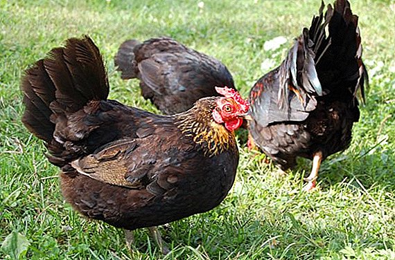 Choosing good laying hens, meat chickens, cockerels for chickens