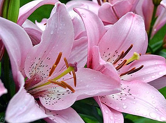 Choosing the best time for transplanting lilies