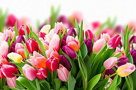 Elegir el mejor momento para un trasplante de tulipán.