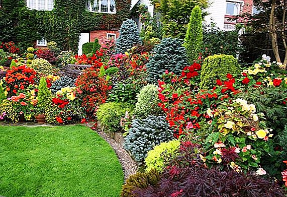 Choosing the best flowering shrubs to give