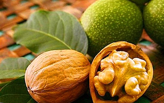 Choosing the best varieties of walnut