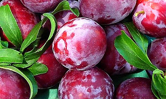Choosing the best varieties of Chinese plums