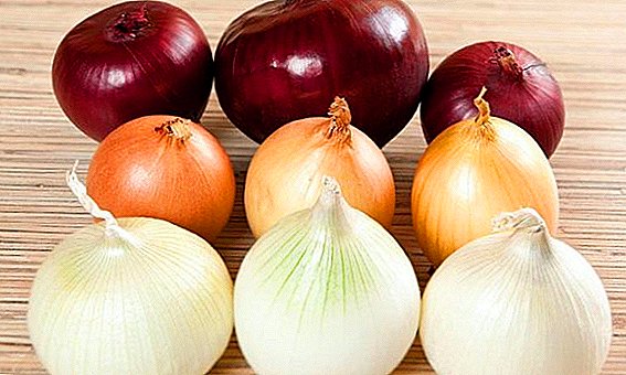 Choosing the best varieties of onion sets