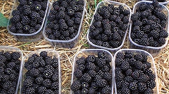 Memilih jenis baru blackberry untuk berkembang di taman anda
