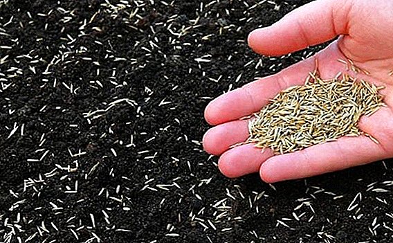 Choosing the right fertilizer as a winter siderata