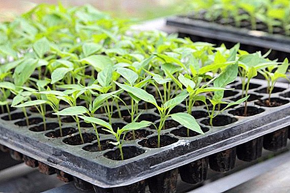 Choosing the right capacity for seedlings