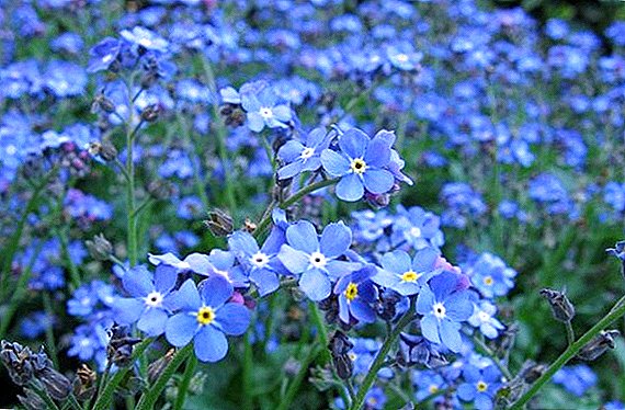 בחירת פרחים כחולים עבור המיטה במדינה