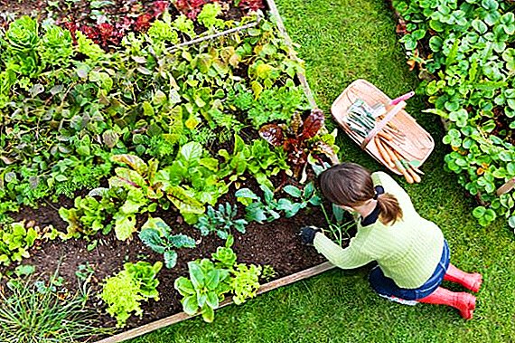 Choosing spring fertilizer for the garden