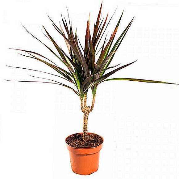 Selection and treatment of soil for dracaena