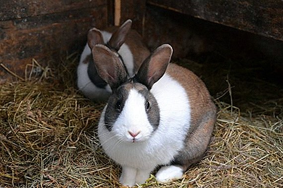 Einen Käfig für Kaninchen auswählen und wie man es selbst macht