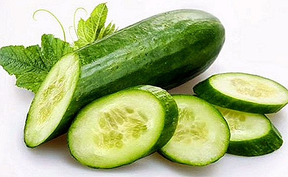 Selection of the best cucumber seeds for planting in the country