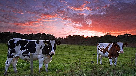 Scoaterea bovinelor din efectivul principal: principii de bază