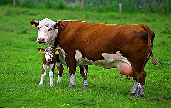 Descargas de vacas: antes y después del parto.