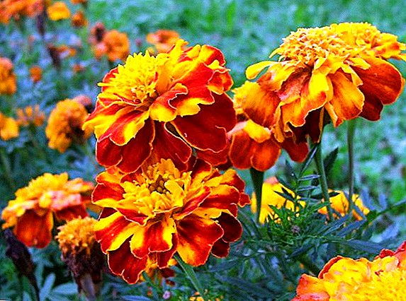 Jenis marigolds, deskripsi dan gambar jenis popular