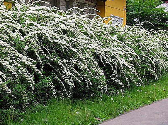 Types of privet ordinary, how to grow a hedge