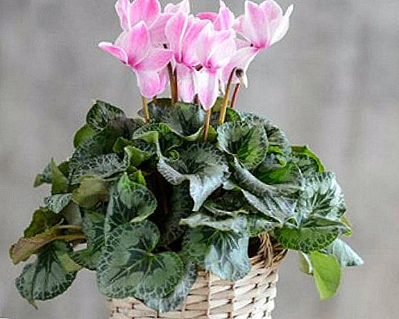 Types of cyclamen: names with description and photo