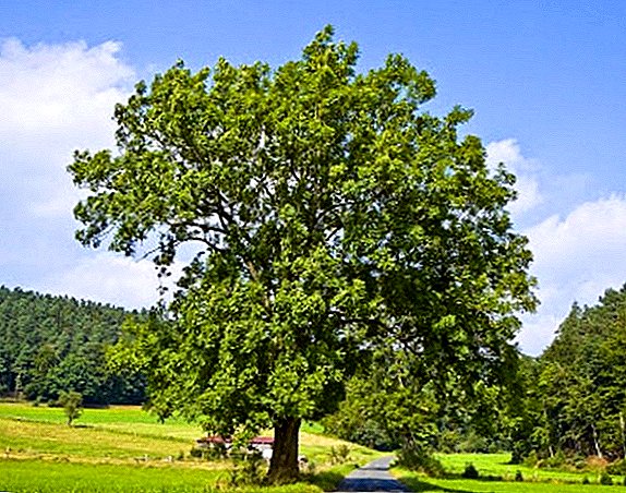Види дерева ясен: докладний опис і фото