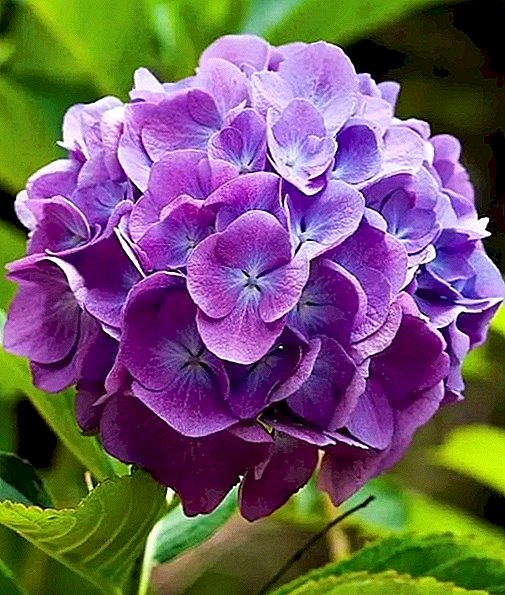 Types and preferred varieties of hydrangeas for Russian gardens