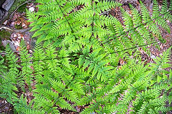 Types and varieties of ferns in the garden (description and photo)