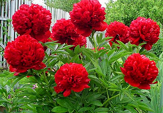 Types and varieties of peonies with a description